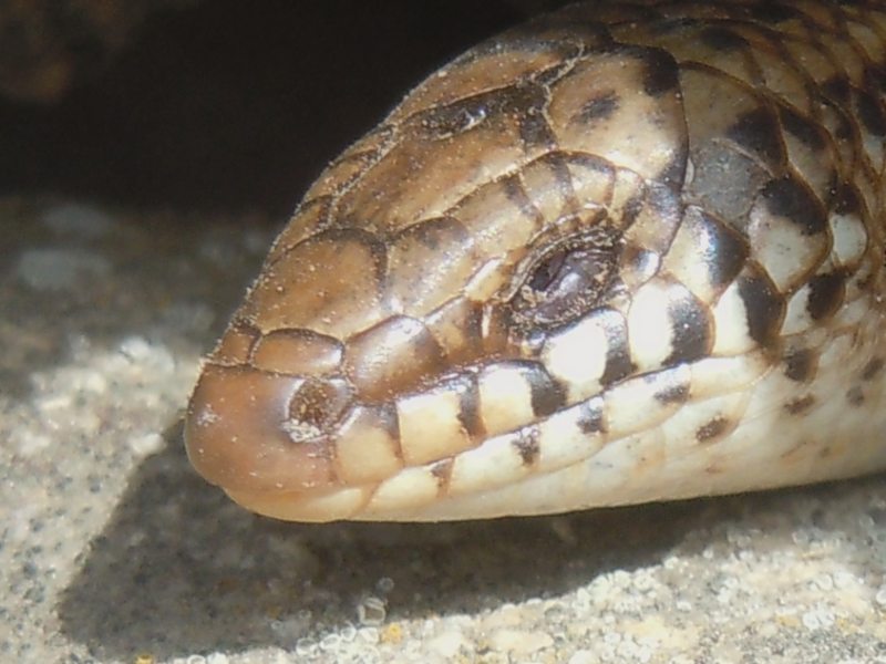 Gongilo ocellato Chalcides ocellatus tiligugu